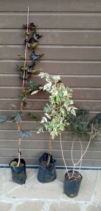 Ива Матсуда  (Матсудана), Клёны Фламинго , Роял Ред.