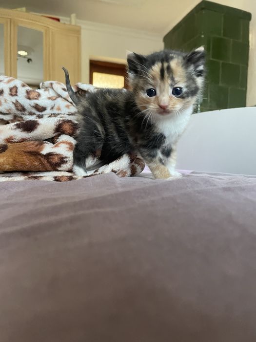 Відаються у добрі руки котики