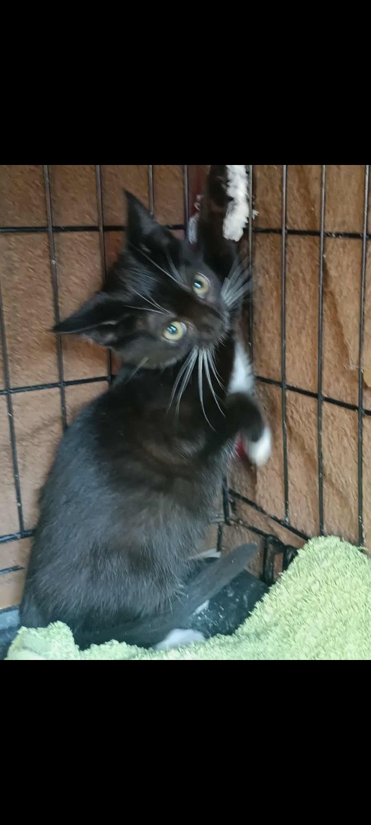 Kotki do adopcji