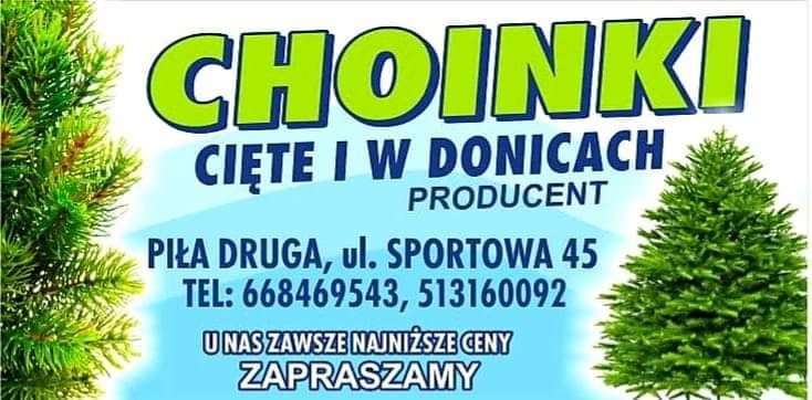 Świerki Srebrne idealne na choinki