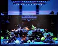2x OR3 60 Blue Sky,  Blue Plus - akwarium MORSKIE LED Bar BELKI LED