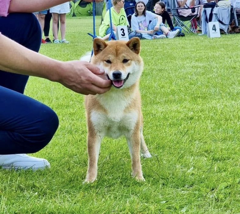 Plany hodowlane zima 2025 - shiba ZKwP rezerwacja
