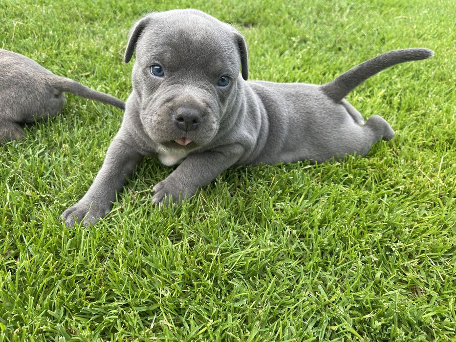 american staffordshire terrier amstaff