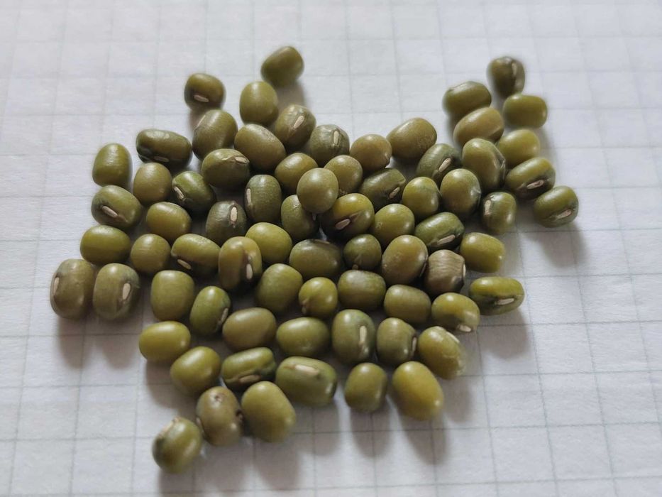 Fasola Mung - Złota Fasola - Do jedzenia lub do siewu JEST PYSZNA