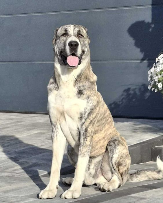 Owczarek Środkowoazjatycki