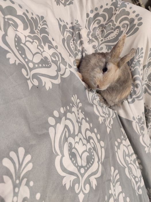 Króliczk miniaturka Teddy karzełek kolorowe umaszczenie