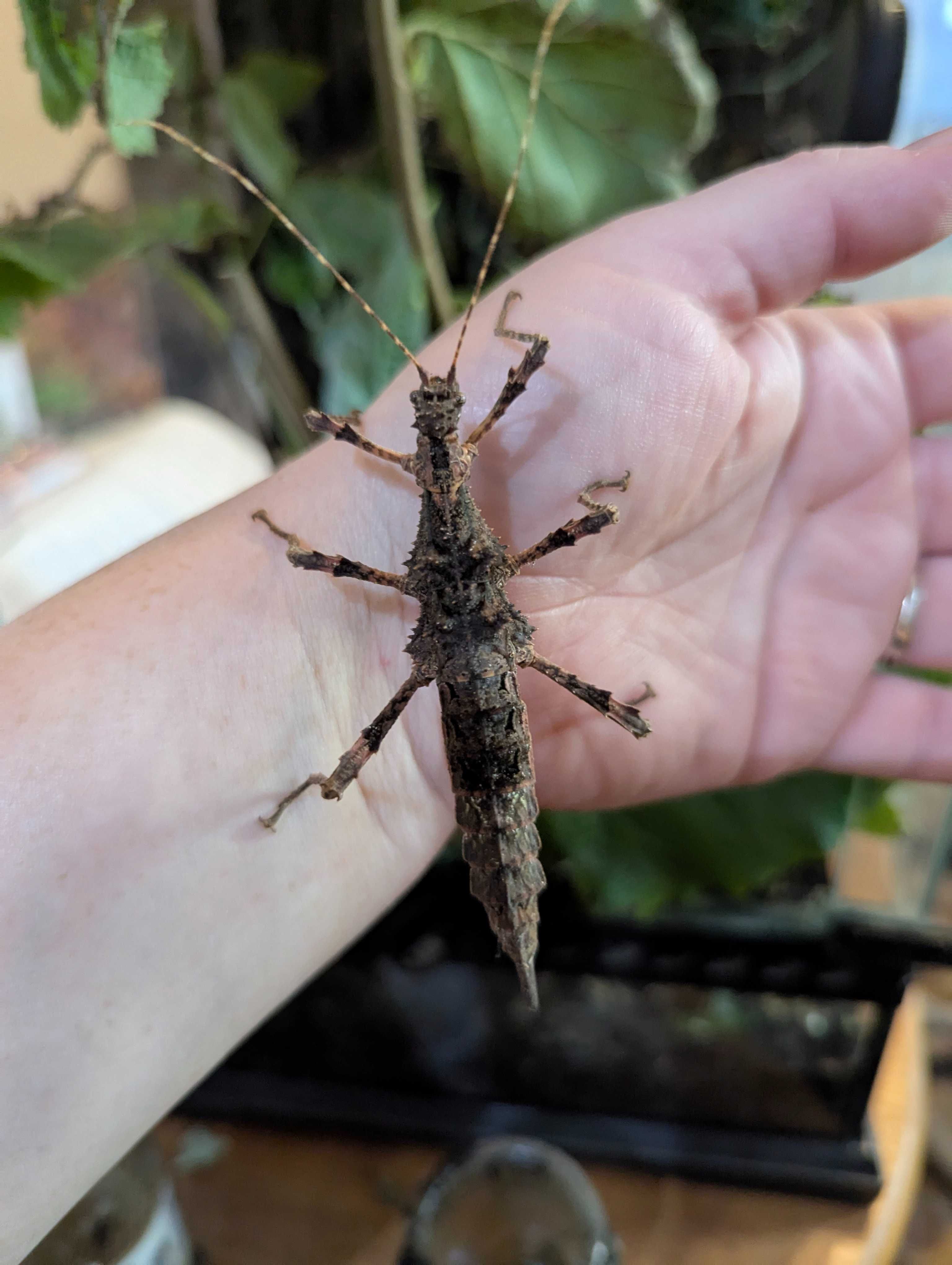 Straszyk Trachyaretaon sp. North Luzon