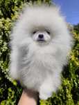 Spitz anão Macho
