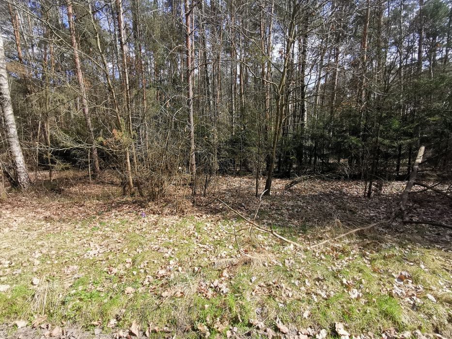Działka nad zalewem sulejowskim