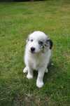 Border Collie, Suczka z Rodowodem ZKwP/FCI