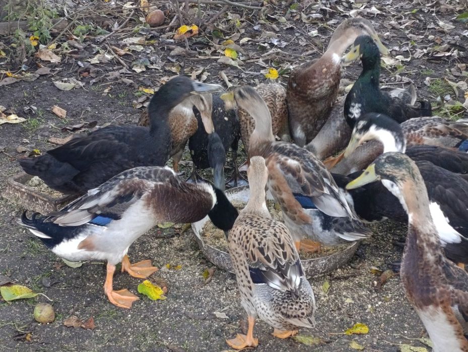 Kaczki biegus kilkumiesieczne