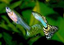Guppys em Linda-a-Velha