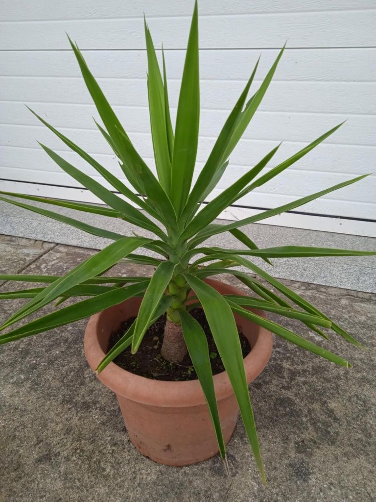 Yuca bonita para jardim ou em vaso