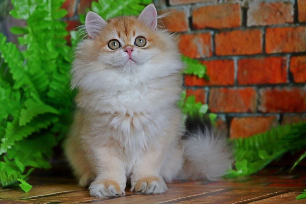 Золота шиншилла хайленд хлопчик