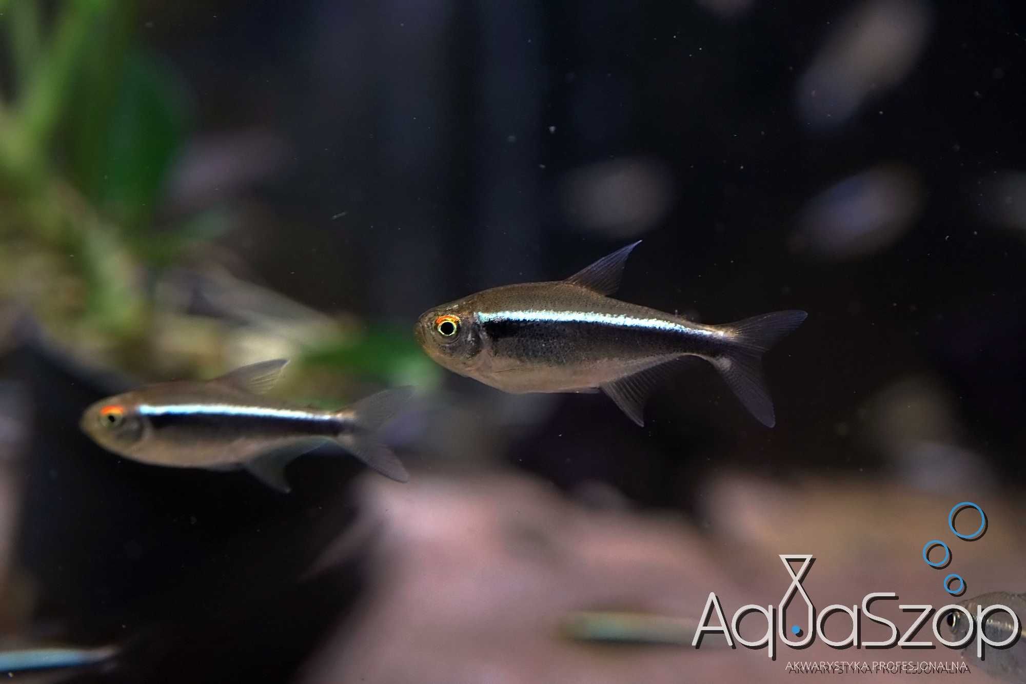 Neon Czarny ( Hyphessobrycon herbertaxelrodii ) - AQUASZOP