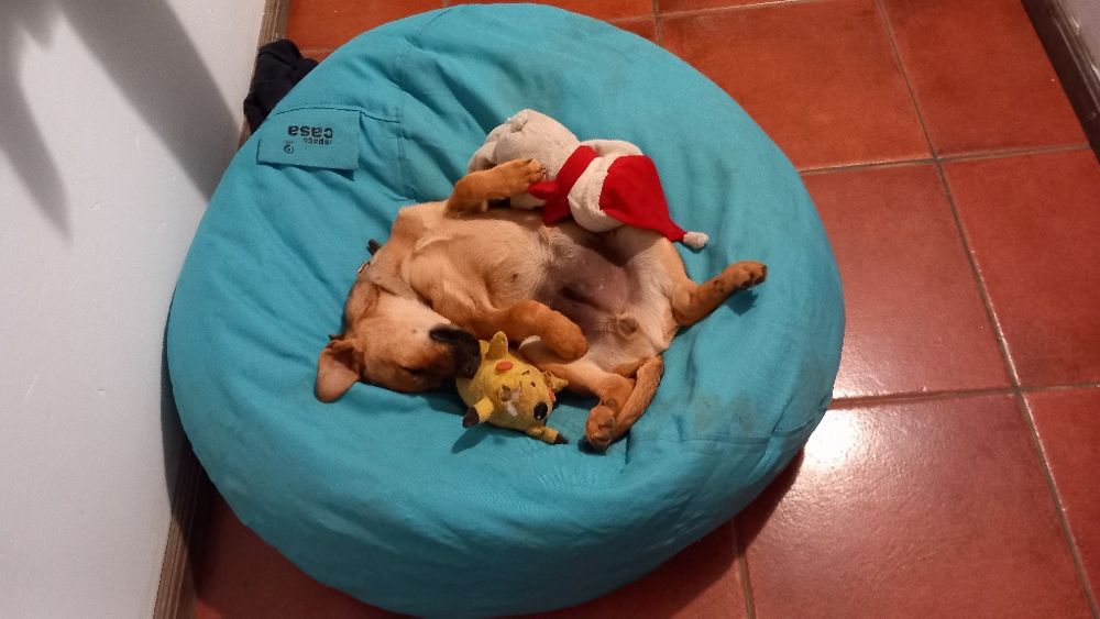 Cão Masculino de porte pequeno