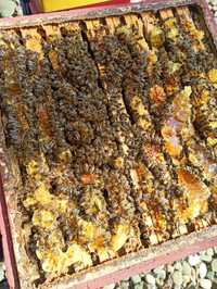 Pszczoły z ulem lub bez