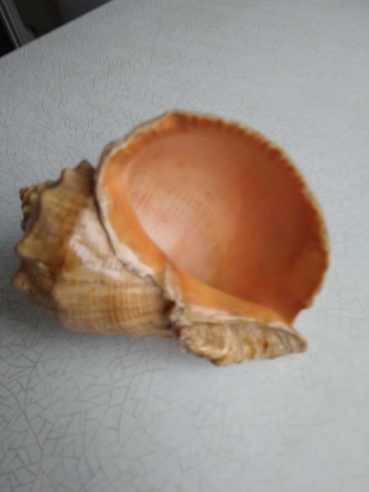 Мушлі ропаны морские.
