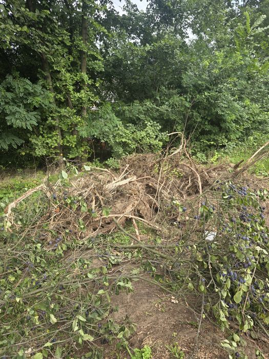 Korzenie drzew oddam