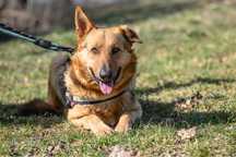 Piekny Nitro w typie owczarka niemieckiego czeka na adopcje!