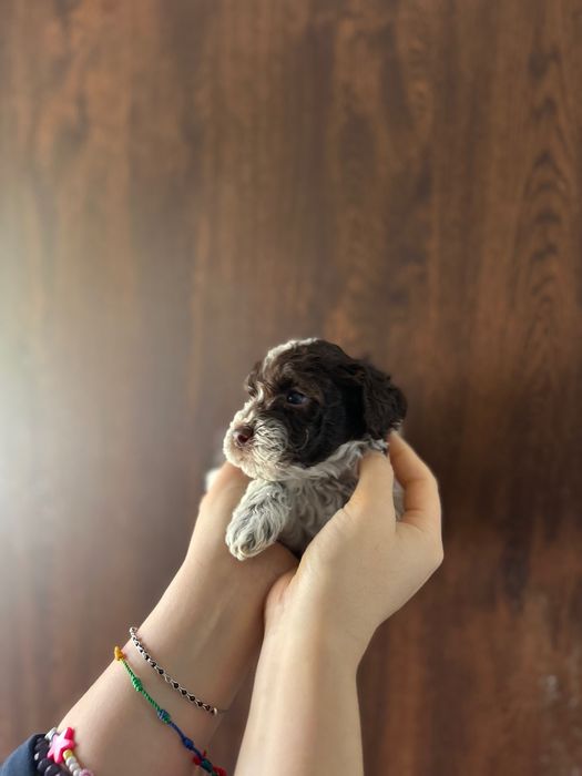 Lagotto Romagnolo chłopiec