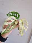 Monstera adansonii variegata