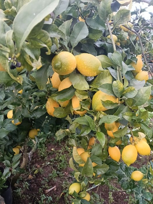 Limões de qualidade