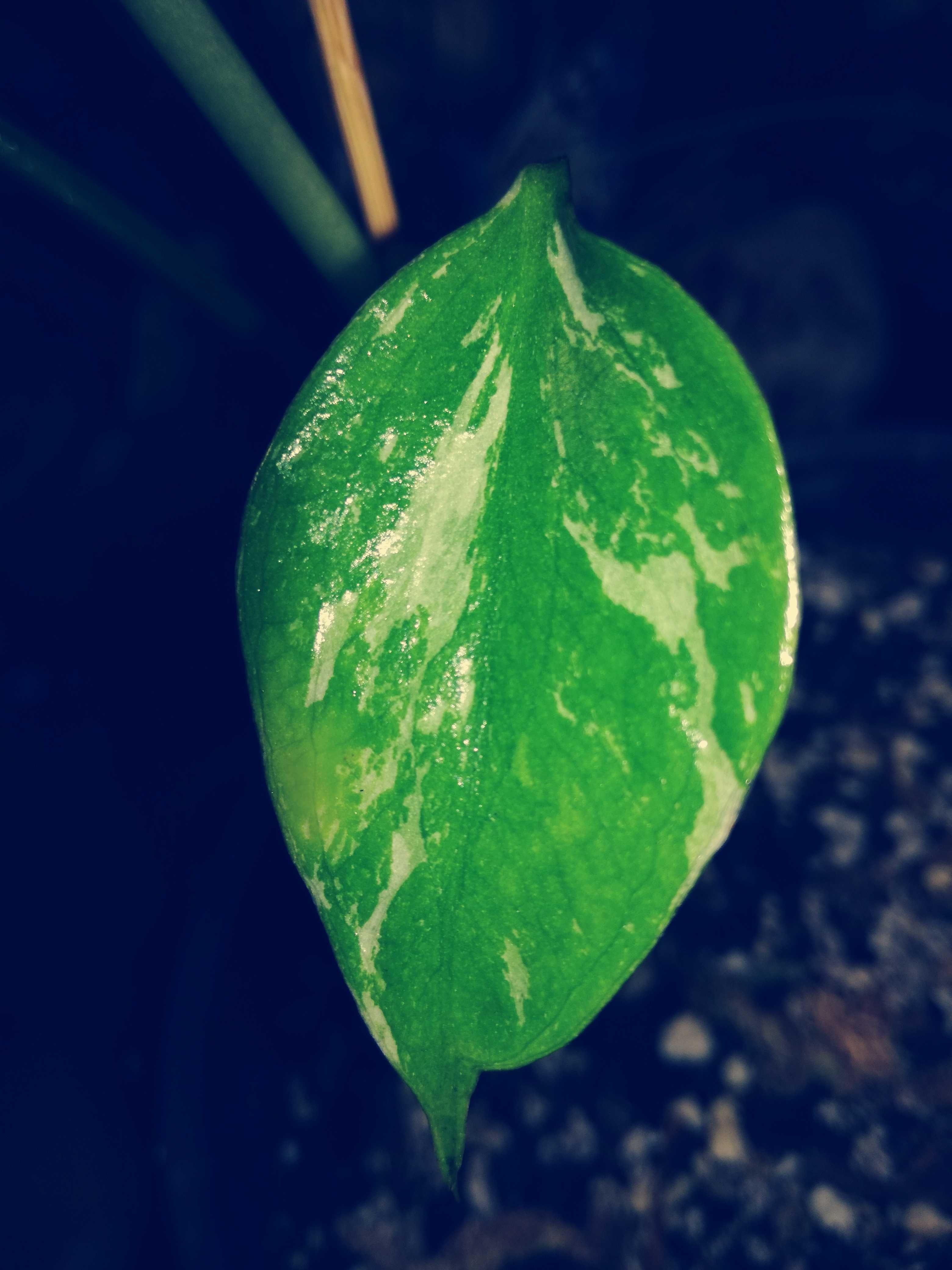 INTERNATIONAL Monstera SPHINX 3l ! Mint Variegata Platinum UNIKAT