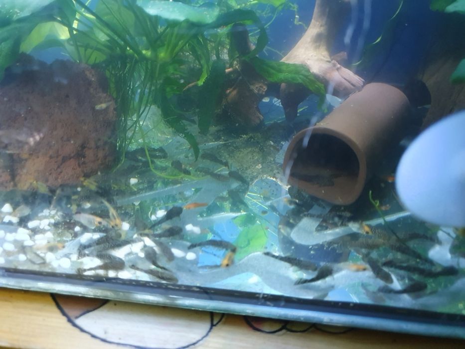 Młode glonojady zwykłe około 30 szt