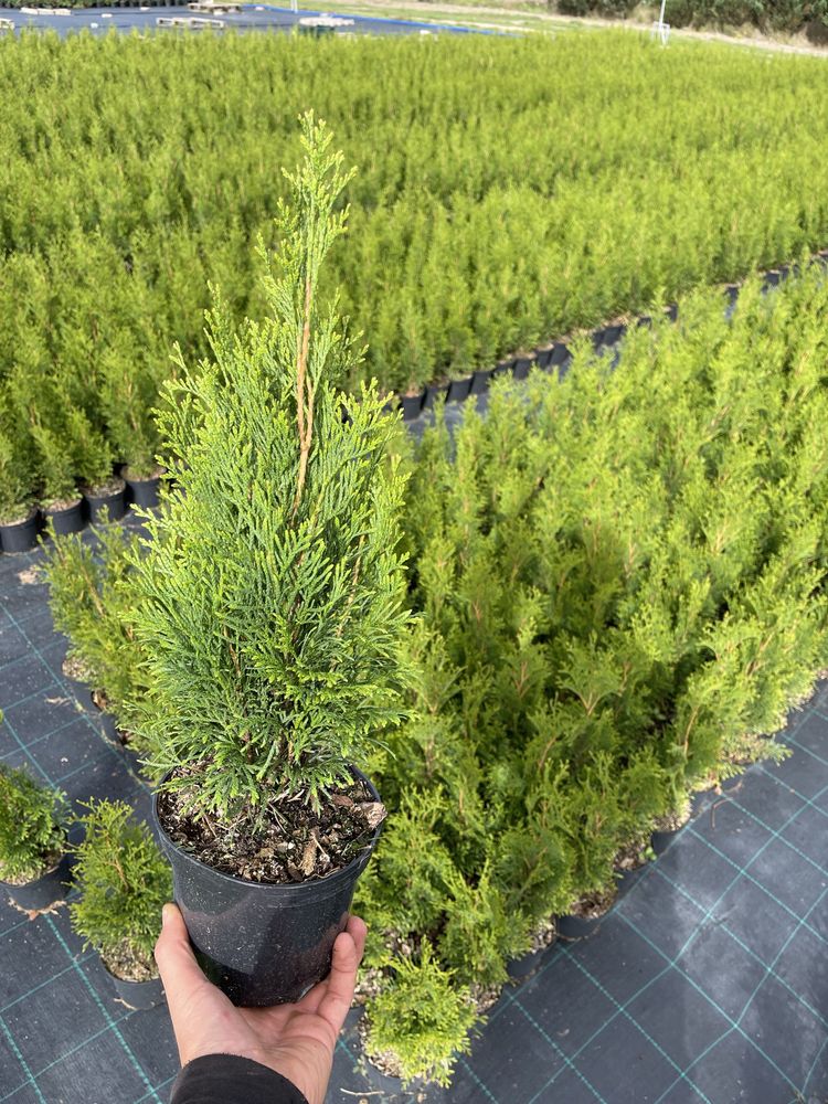 Thuja ’ Smaragd ’ - Żywotnik zachodni ,, szmaragd " 50cm  tuja