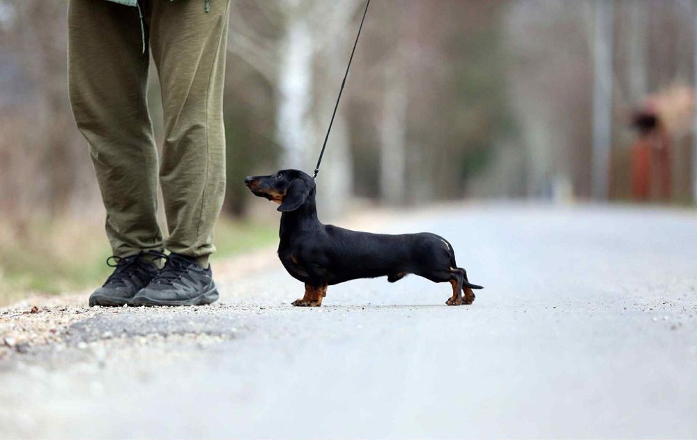 Jamnik Miniaturowy Krótkowlosy