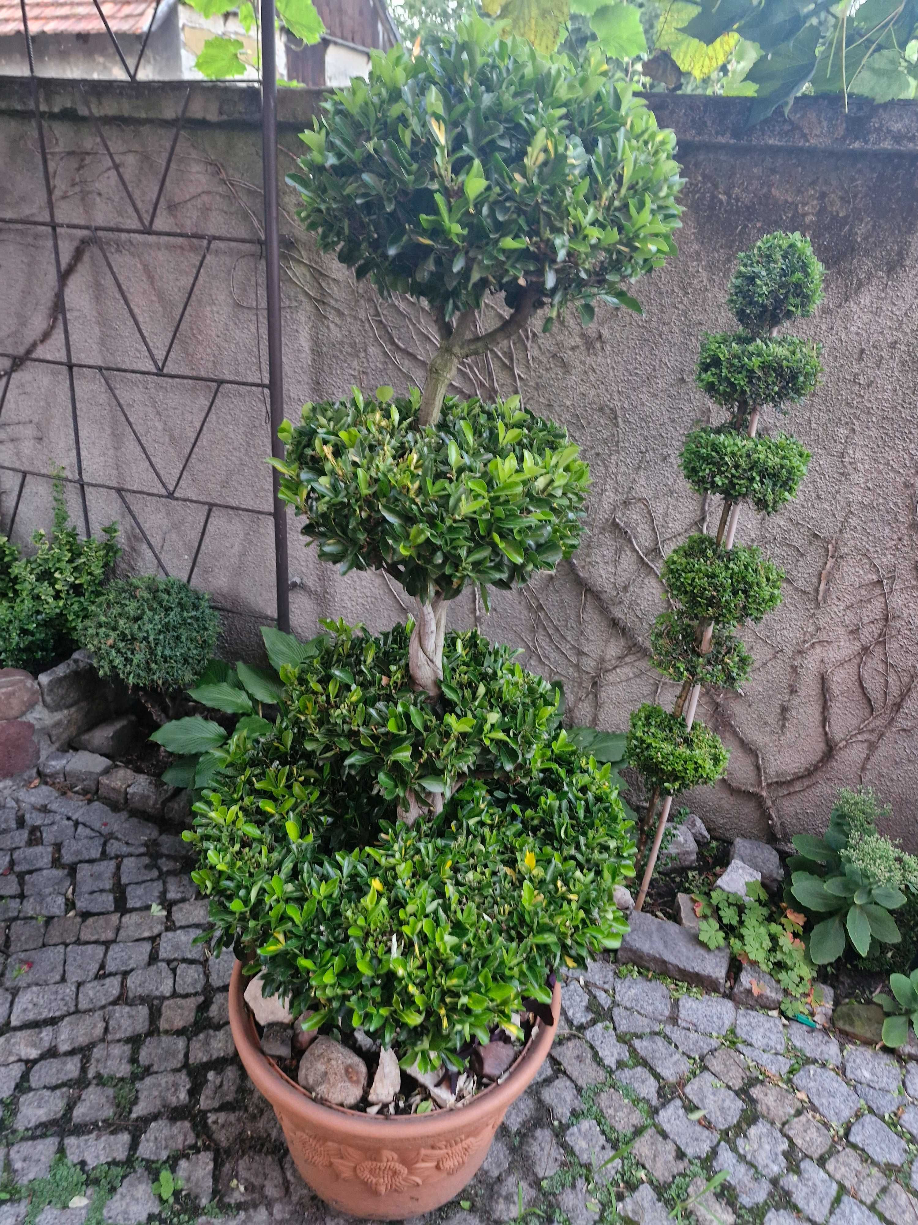 Bonzai z trzmieliny sunspot