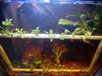 Planta aquario Anubias 1 pé