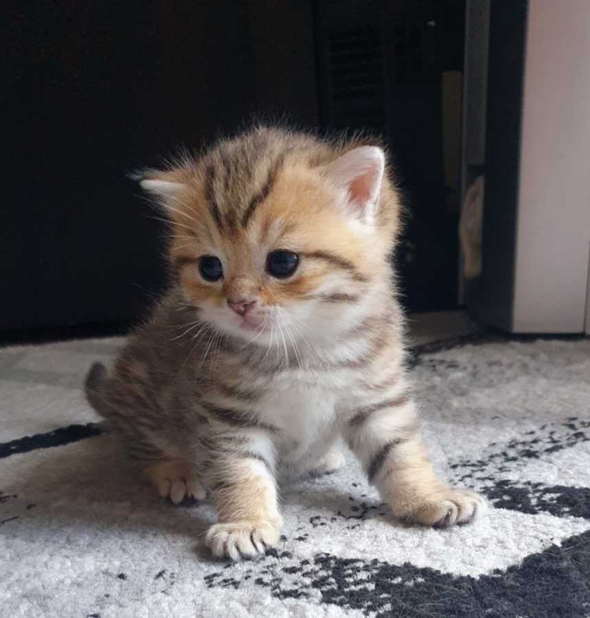 Gatinho scottish straight