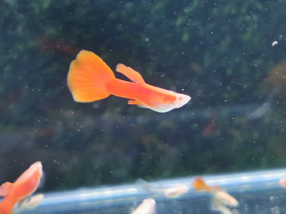 Gupiki albino Big Dorsal(własna hodowla)