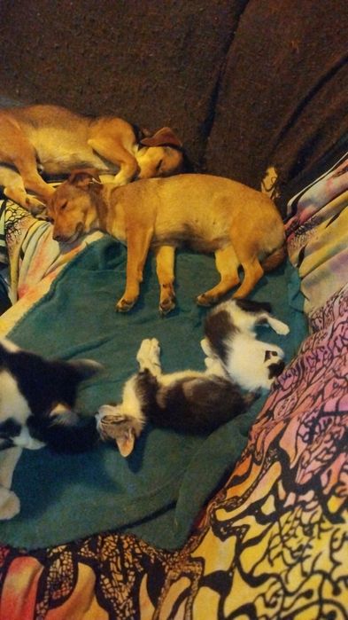 Dou gatinhos para família responsável.