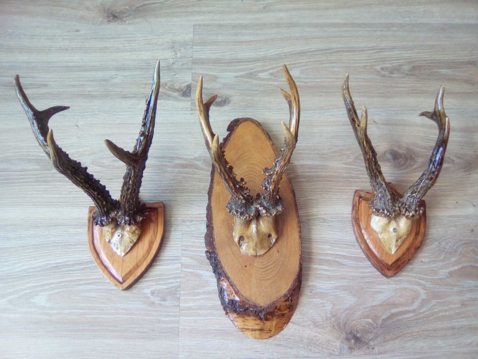 Poroże jelenia na desce