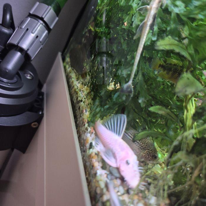 Zbrojnik l144 snow white