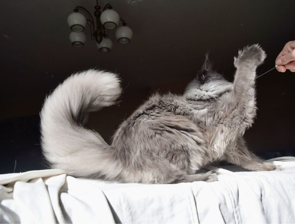 Hodowla maine coon, FPL/ FIFe