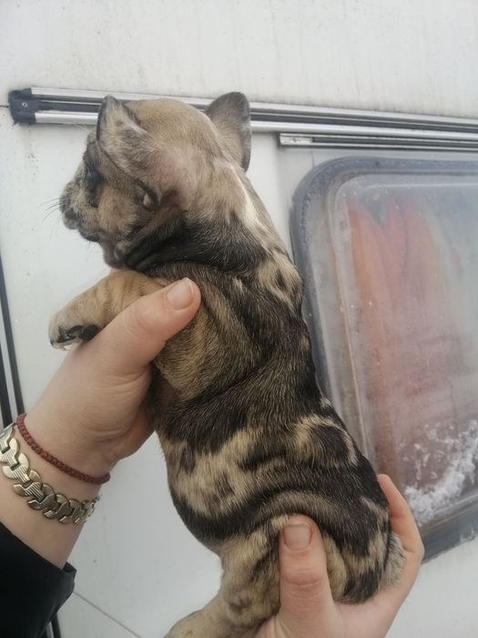 Чистокровні Французики хлопчики та дівчатка є доставка