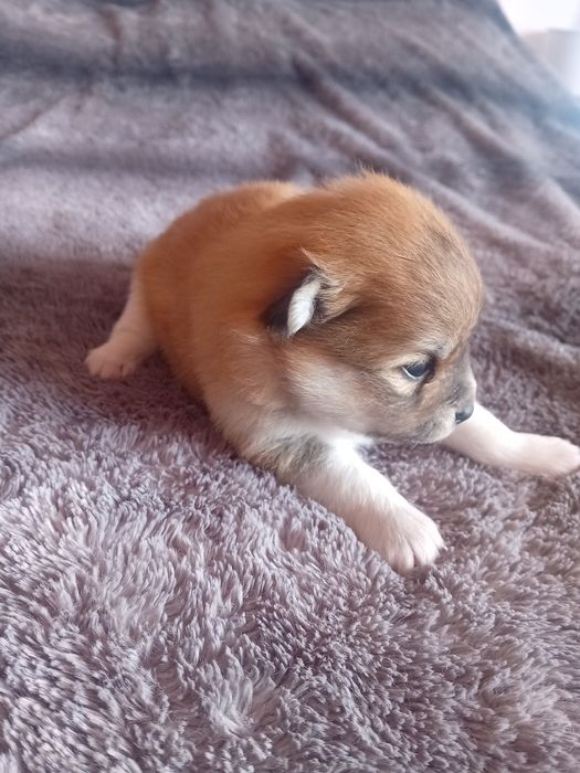 Spitz alemão anão macho