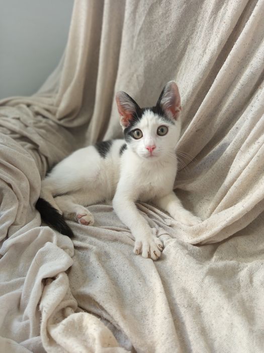 Cudowny Filuś do adopcji.