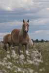 Klacz rasy haflinger