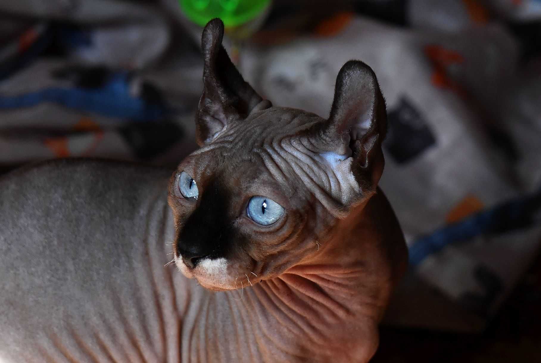 Sfinks Kanadyjski Elf