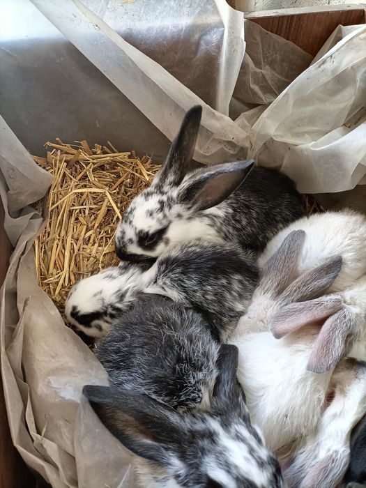 Продам маленьких кроликів