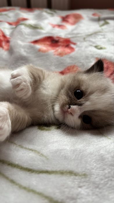 kocięta ragdoll SMK Jedynka/FPL/FIFe