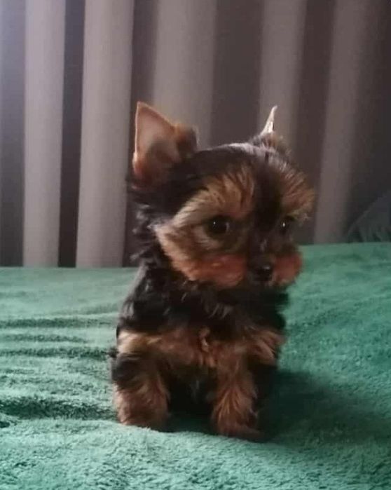 Yorkshire Terrier