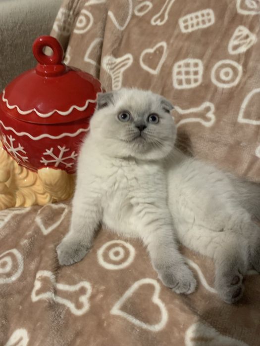 Ostatnia koteczka szkocka zwisłoucha z miotu