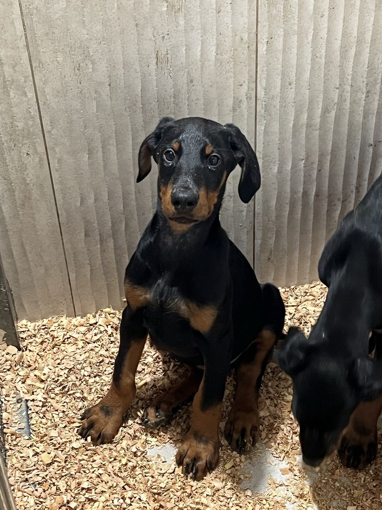 Dobermann com lop Casa do Tavarsbull