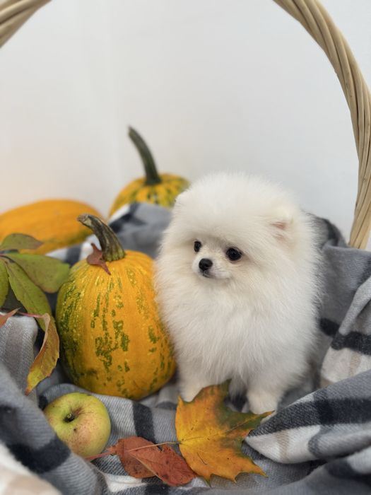 Міні шпіци з документами КСУ